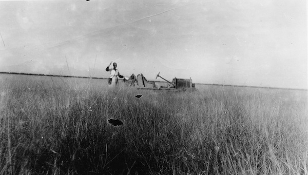 The tall summertime grasses that used to grow in the Sonoran Savanna Grasslands at an unknown homestead in the Casa Grande, Arizona, area.  Image credit: Casa Grande Valley Historical Society