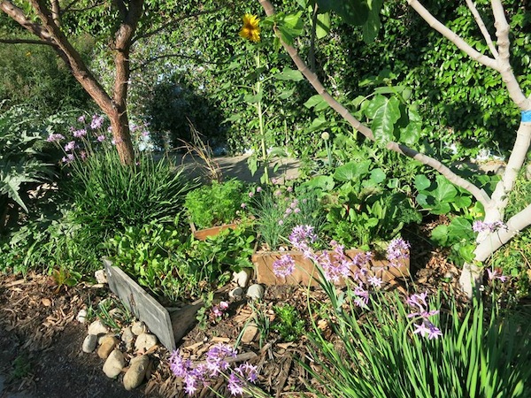 Finley garden
