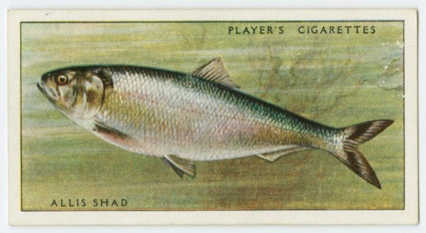 An image of an ale wife, also known as allis shad, from an Arents cigarette card from the U.K. (Photo: New York Public Library/George Arents Collection)