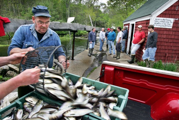 In this 2005 image, alewives are loaded onto a pickup in Nobleboro, Maine. (Photo: Robert F. Bukaty/Associated Press)