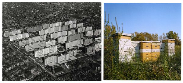 Left: an aerial view of Pruitt-Igoe. Right: a sculpture by Juan William Chávez referencing the housing development, built from abandoned beehives. Left image courtesy of Missouri History Museum. Right image courtesy of Juan William Chávez.