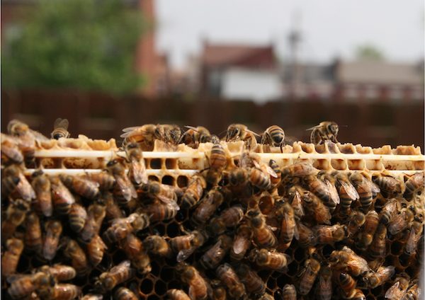 Bees at the Living Proposal sanctuary in St. Louis, Missouri. Photo courtesy of Juan William Chávez.
