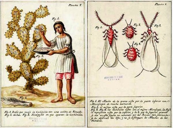 An illustration of cochineal collection by Mexican priest and scientist José Antonio de Alzate y Ramírez, 1777.  Newberry Library, Edward E. Ayer Manuscript Collection.