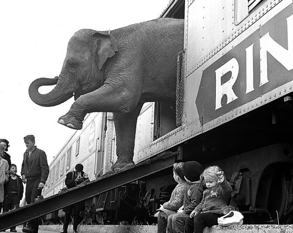 A Ringling Brothers Circus elephant walks out of a train car as young children watch in the Bronx railroad yard in New York City, April 1, 1963.  Photo by Associated Press.