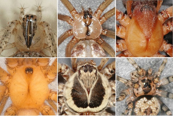 Vetter on spiders collage spider bellies
