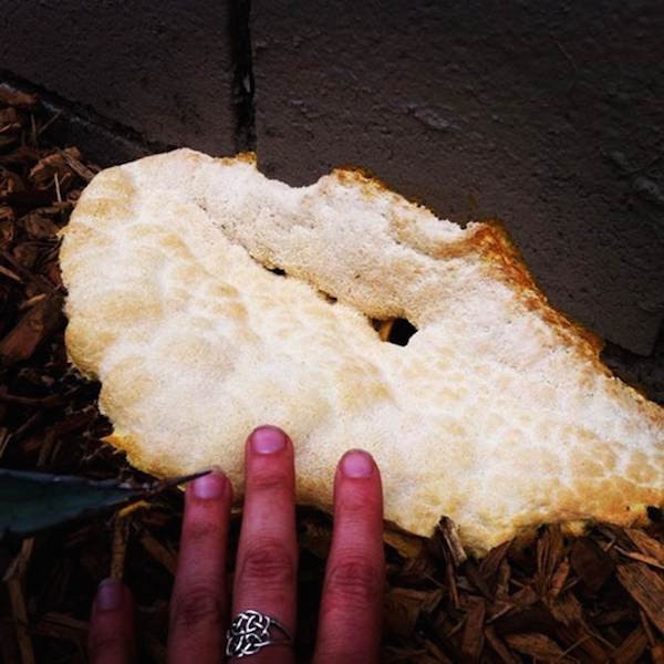 Dog vomit slime mold spotted in a planter in Koreatown. 