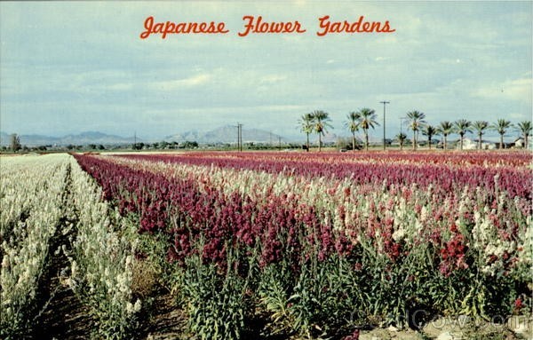 A postcard of the flower fields.