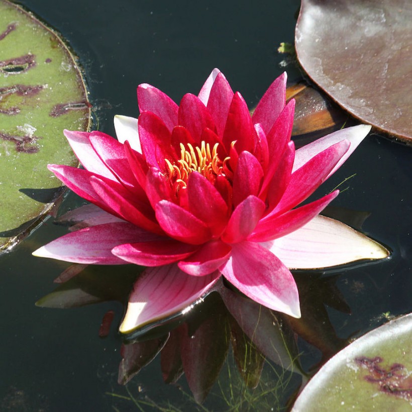 essay about water lily