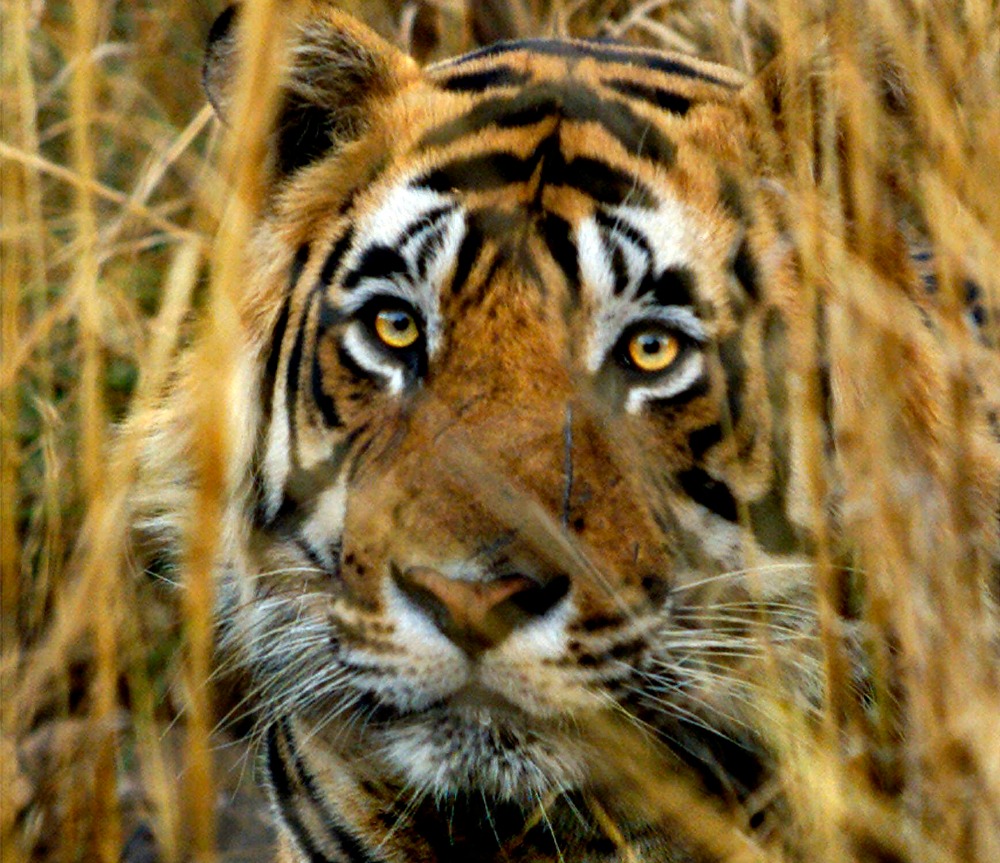 The Campaign to Save India's Tigers Ignores the Human Cost of Conservation  | Small Science | Zócalo Public Square