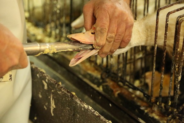 Fattening of ducks for the production of foie gras in France in 2012.