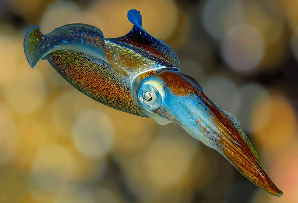 Will Squid Soon Rule the Oceans? | Essay | Zócalo Public Square