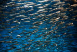 All Hail the Pacific Sardine, an Indomitable but Endangered Fish | Zocalo Public Square • Arizona State University • Smithsonian
