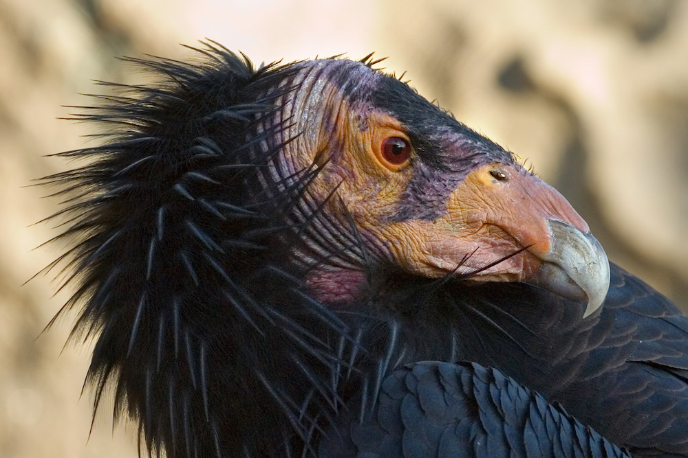 the condor is a scavenger | Zocalo Public Square • Arizona State University • Smithsonian