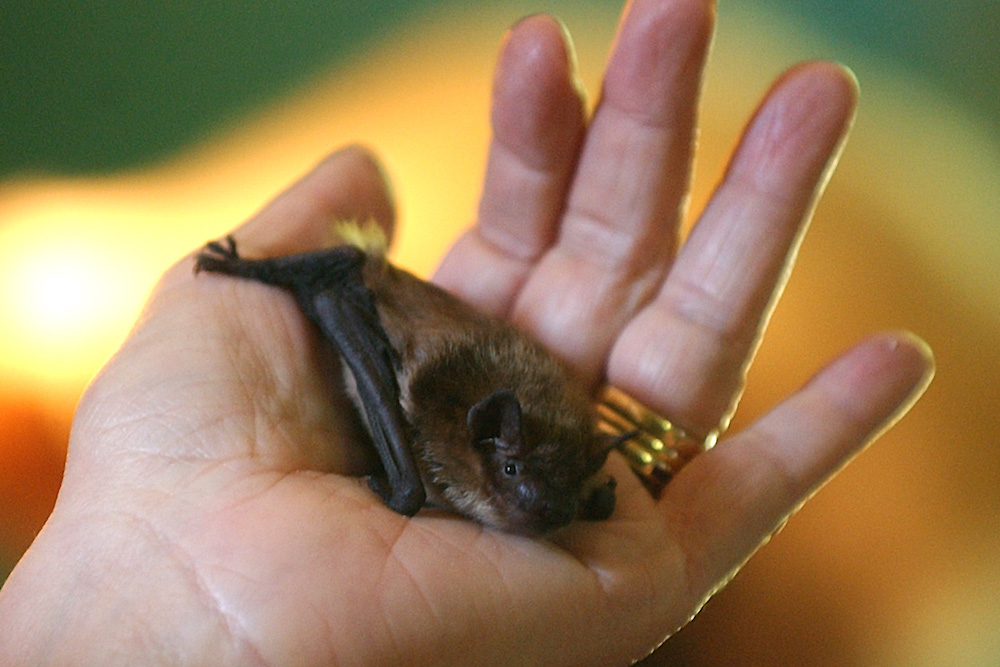 Stop Blaming Bats for This Pandemic | Zocalo Public Square • Arizona State University • Smithsonian