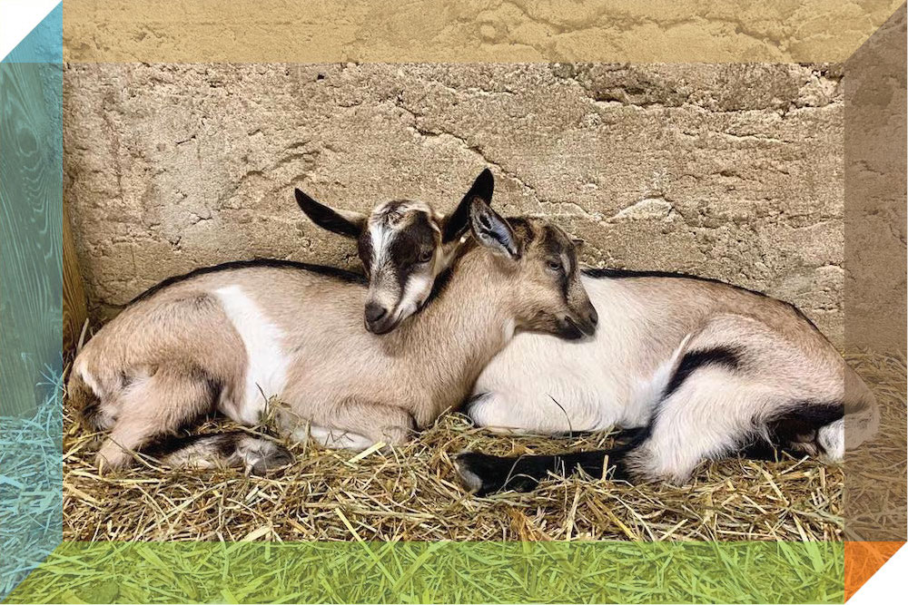 Where I Go: Herding the Goats at Squashville Farm | Zocalo Public Square • Arizona State University • Smithsonian