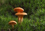 Where I Go: Foraging for Wild Mushrooms  | Zocalo Public Square • Arizona State University • Smithsonian