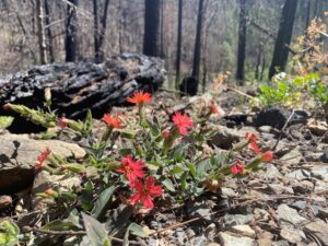 The Fires California Grieves—And Needs | Zocalo Public Square • Arizona State University • Smithsonian