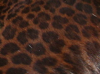 Ode to My Leopard Print Coat | Zocalo Public Square • Arizona State University • Smithsonian