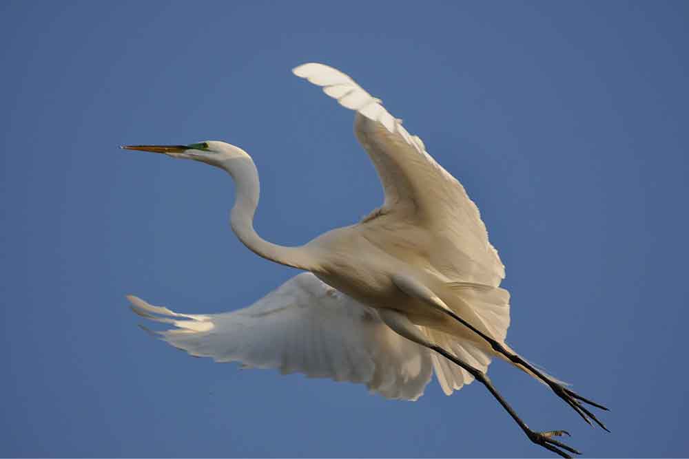 Losing ‘Great White Egret’ | Zocalo Public Square • Arizona State University • Smithsonian