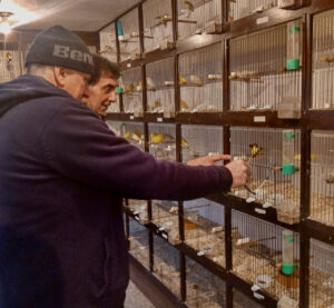 Two white men looks and point at one bird cage from a whole wall of bird cages.