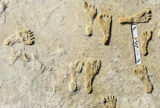 Fossilized human footprints.