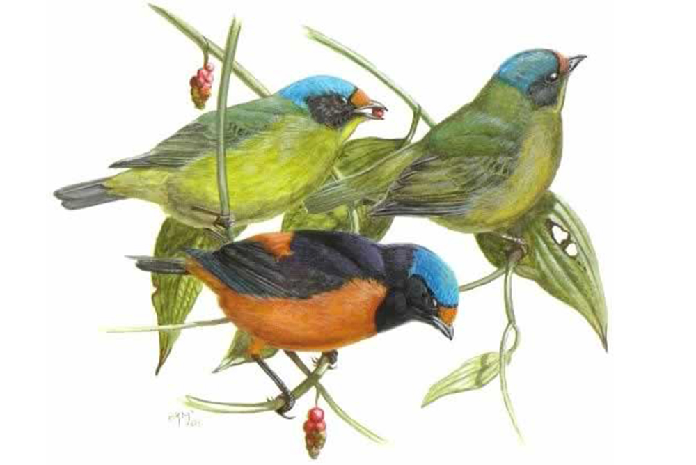 Illustration of Antillean Euphonia birds. Two of them with breen bodies and blue heads. One with an orange front body, black back, and a blue head.