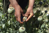 Will the Taliban’s Opium Ban Last? | Zocalo Public Square • Arizona State University • Smithsonian